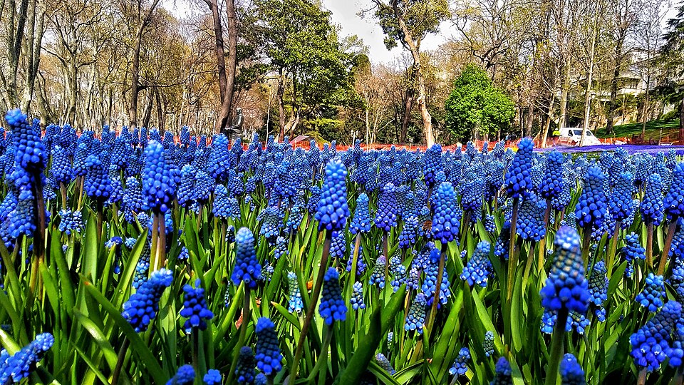 Gülhane Parkı