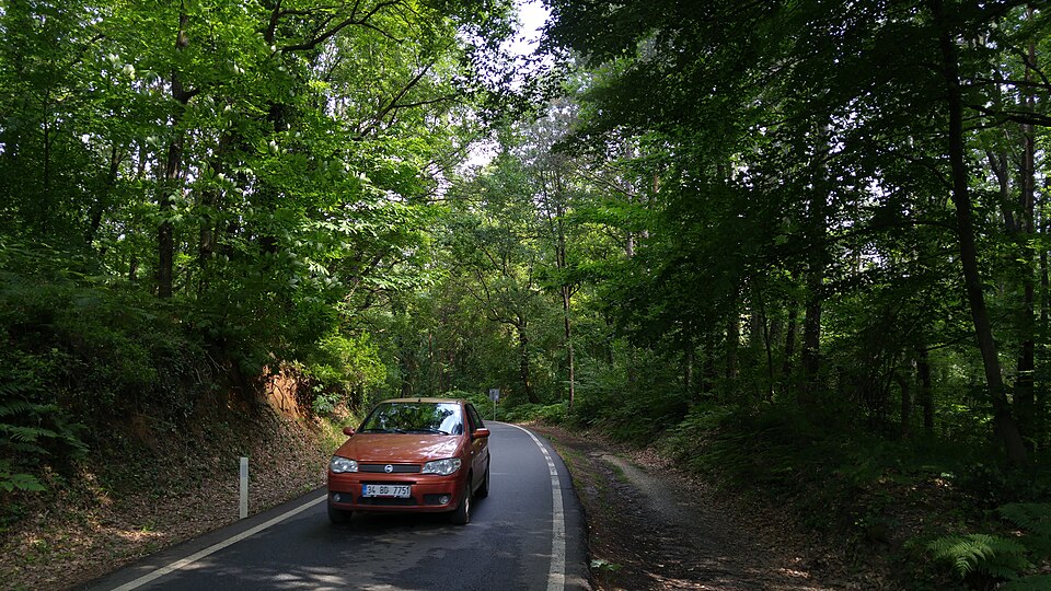 Belgrad Ormanı